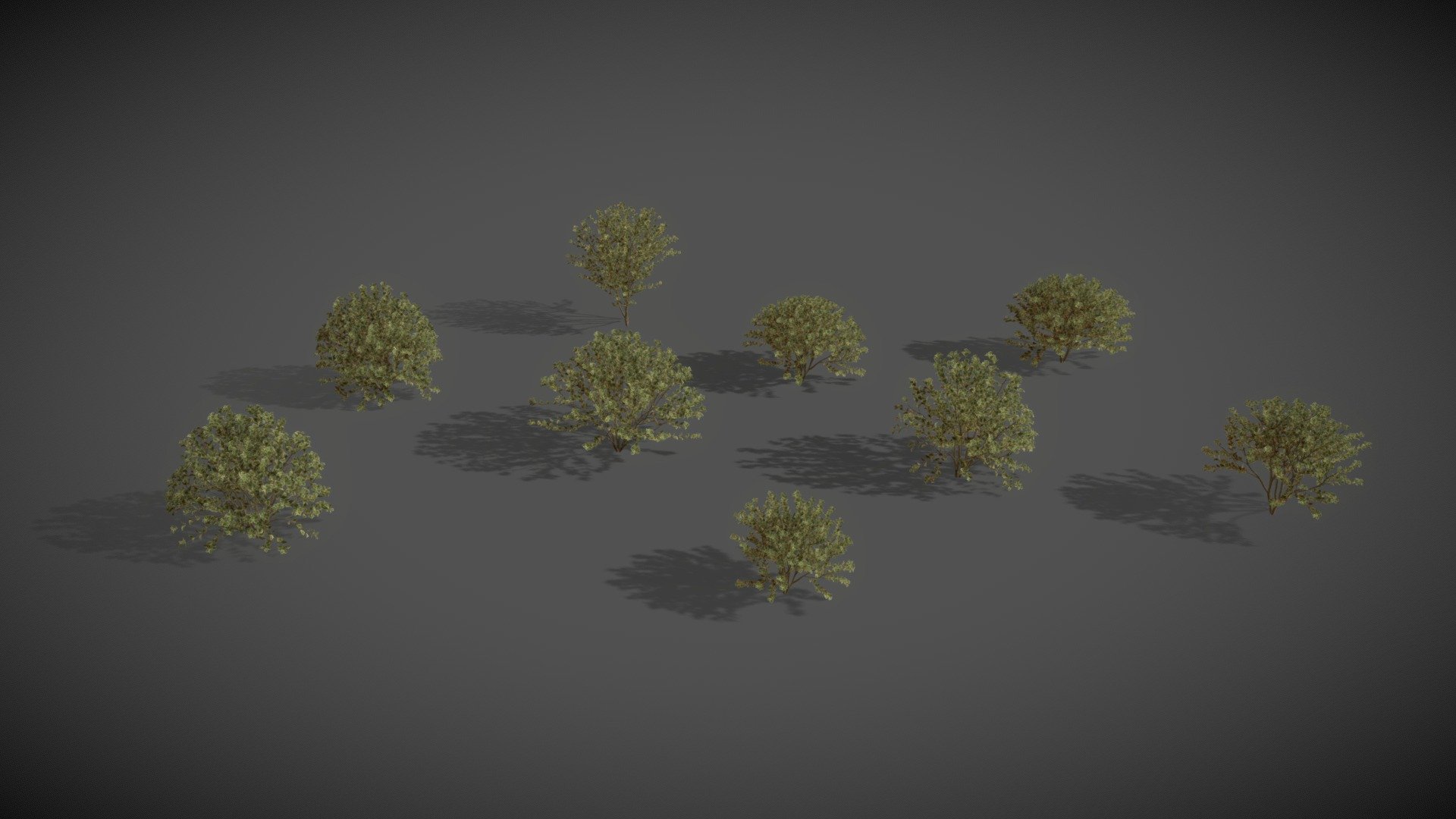 LS10 Euonymus (Spindles)