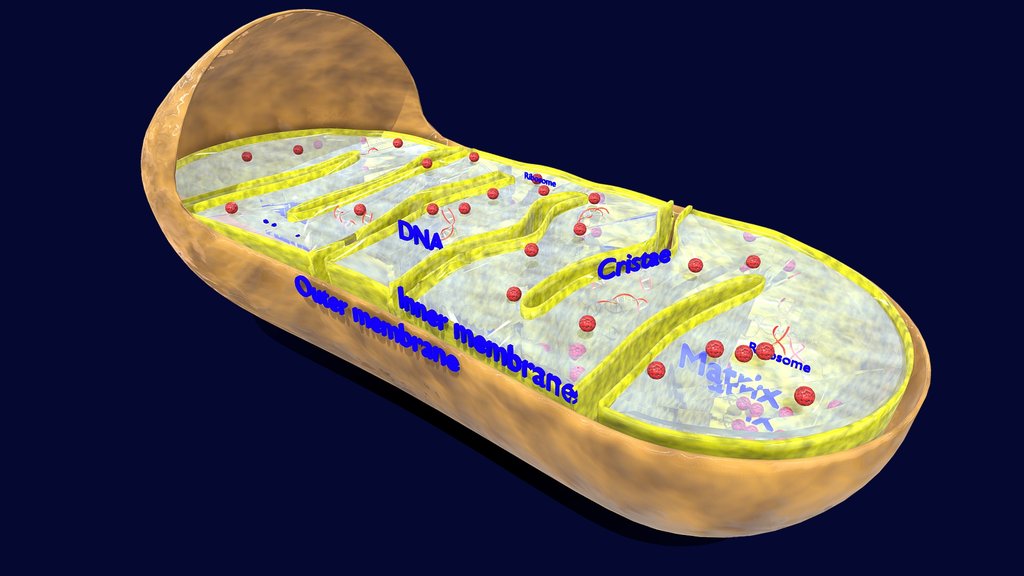 biology - A 3D model collection by babicalderon - Sketchfab