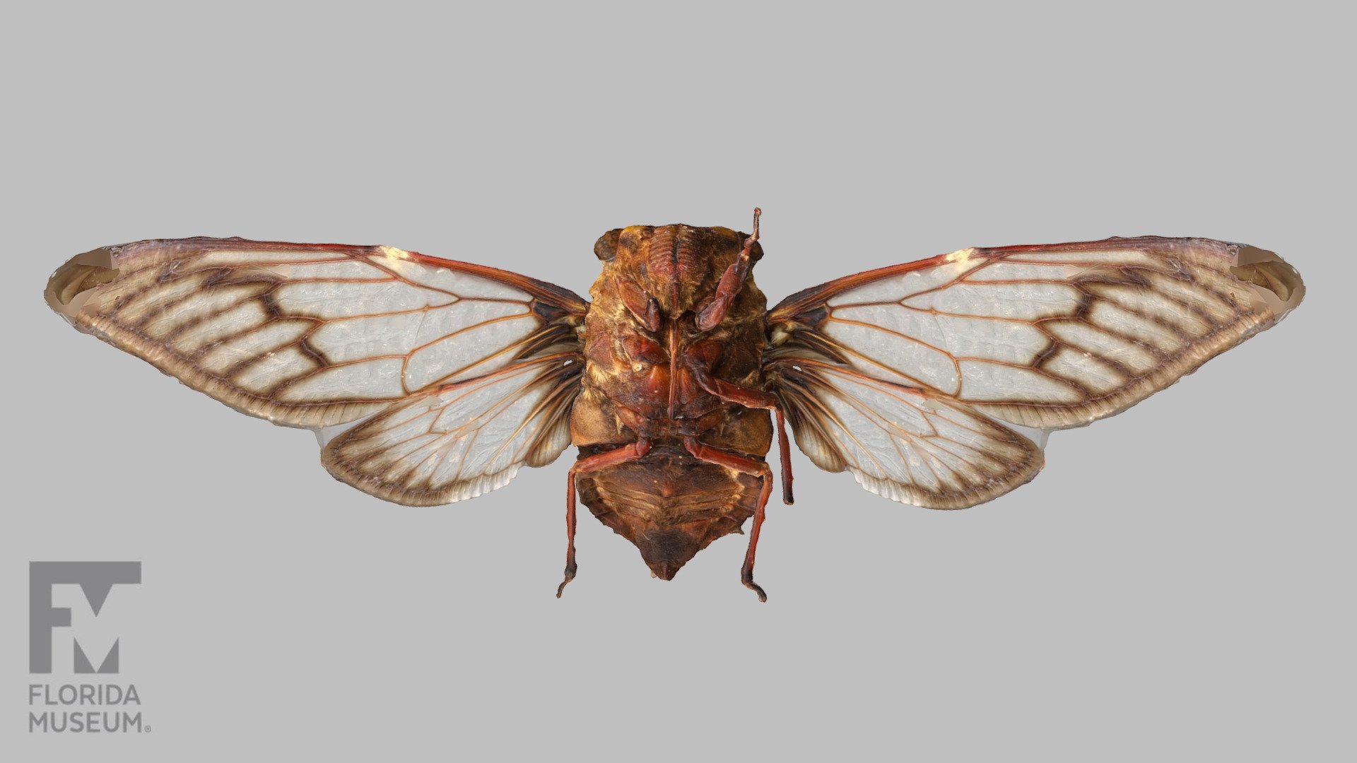 Cicada (Malaysia) - 3D model by FloridaMuseum [6fefd2a] - Sketchfab