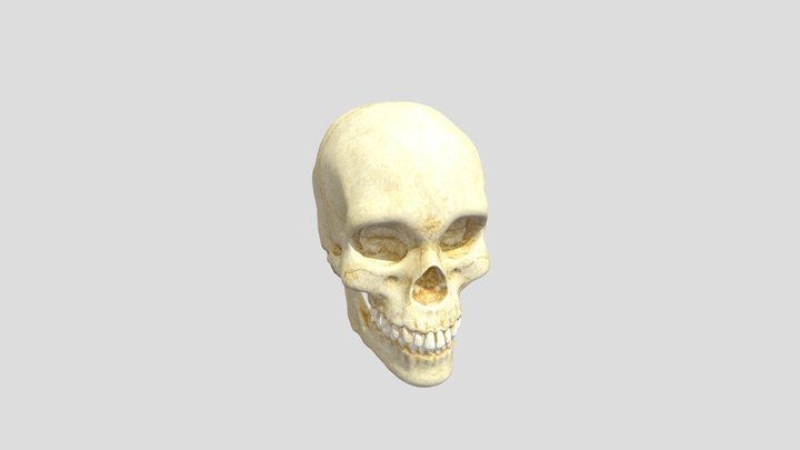 Huesos del Cráneo 3D Model
