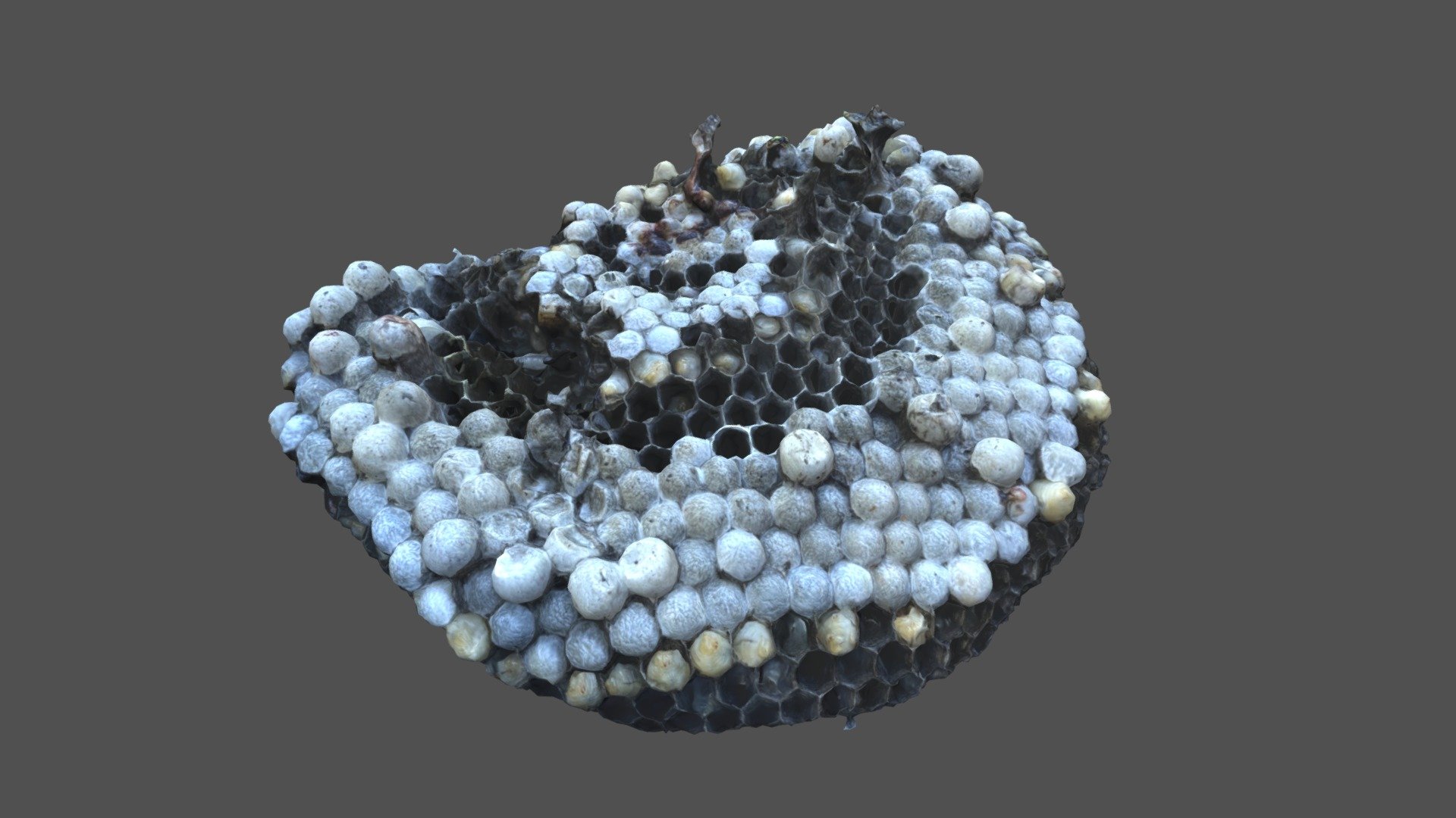Yellow Jacket Nest Interior 3D model by JARED SHEAR (shear) [6ff29a7