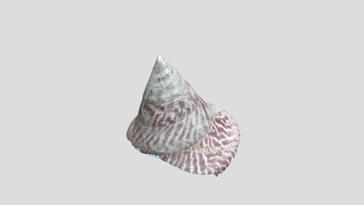 ShellModel1 3D Model