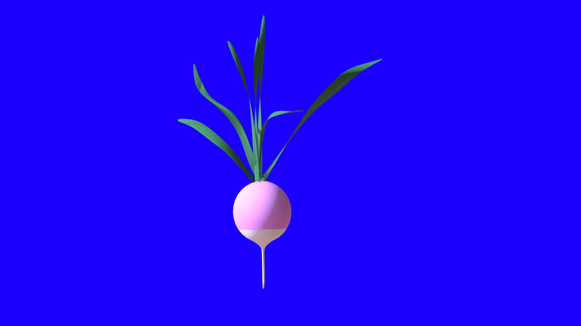 Radis Irradié Vierge