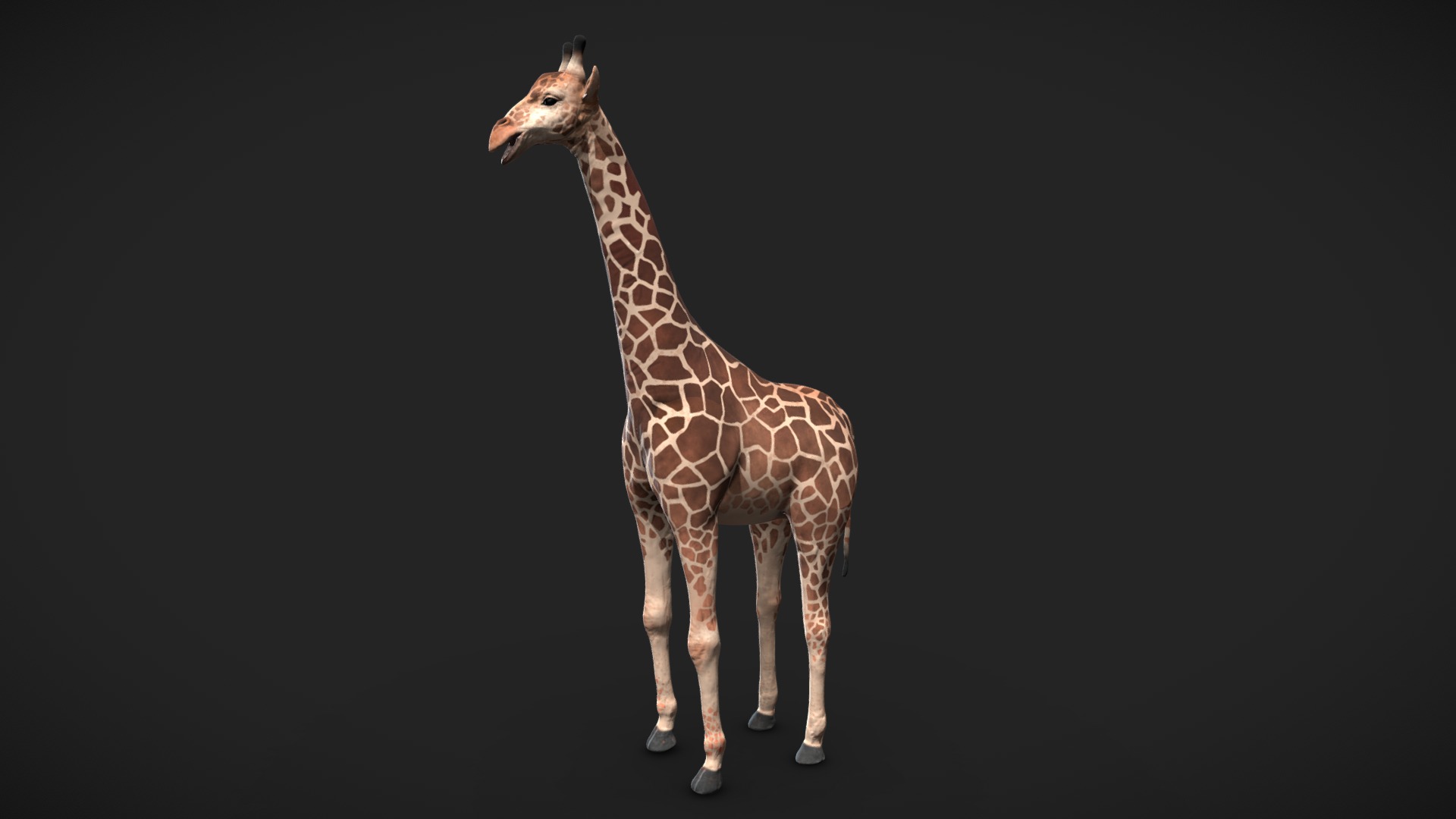 3D model Giraffe - This is a 3D model of the Giraffe. The 3D model is about a giraffe standing on a black background.