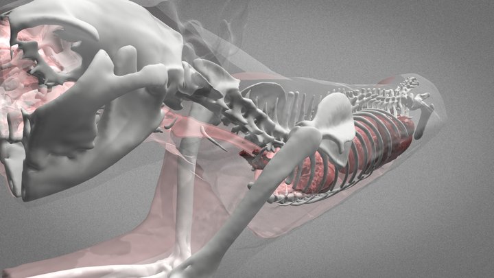 Feline Anatomy - Normal Thorax & Abdomen 3D Model