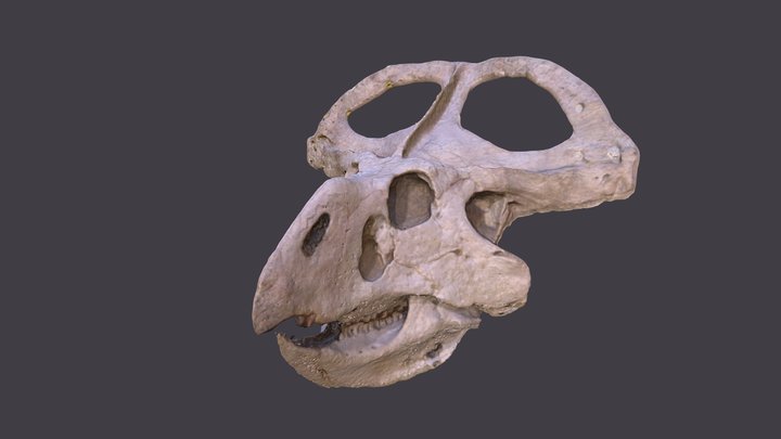 Protoceratops Skull 3D Model