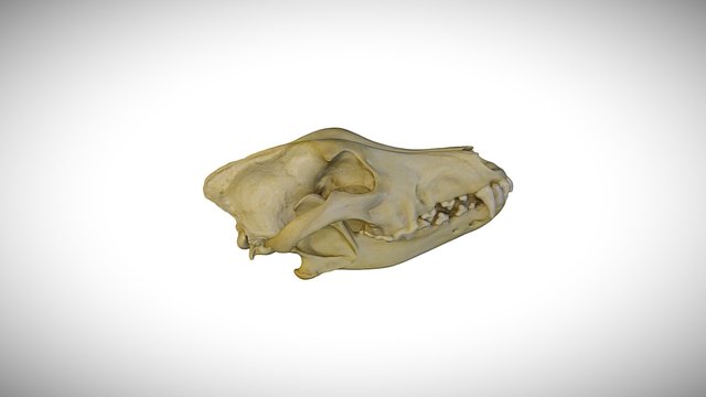 Eurasian wolf / CAS:MAM:11619 3D Model