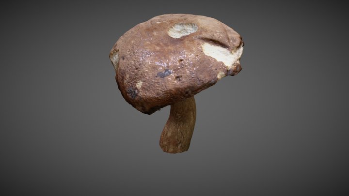 Boletus Mushroom 3D Model