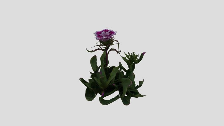 Carnation_ Blossom