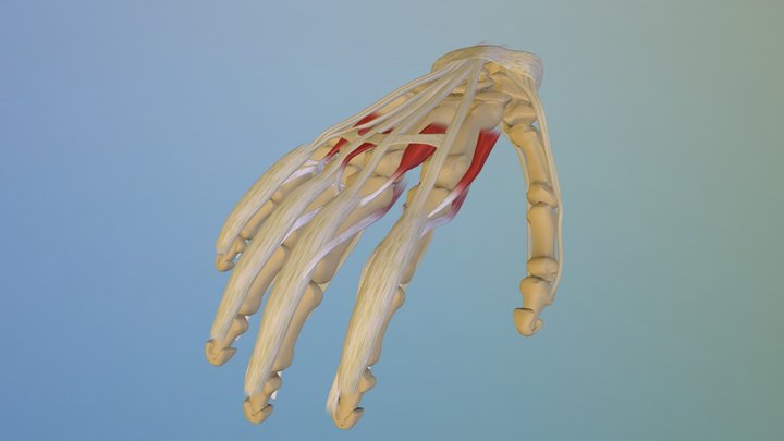 human hand 3D Model