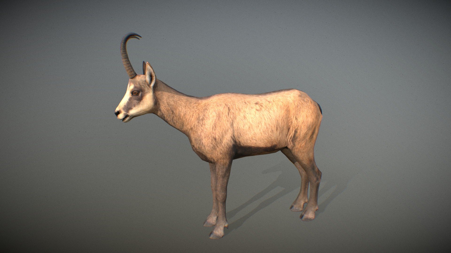 Animalia Chamois (male) 3D model by GiM (GamesInMotion) [700151d