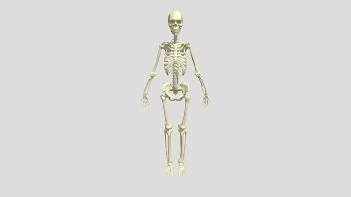 Sistem Rangka Manusia; Amalia Hasanah 22320021 3D Model