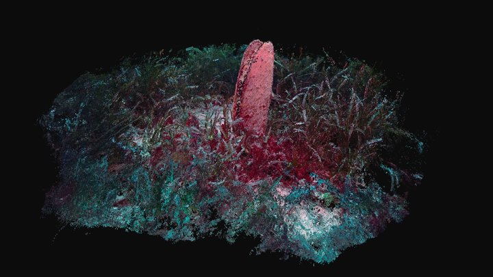 Pinna nobilis 3D Model