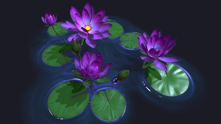 Waterlily 3D Model