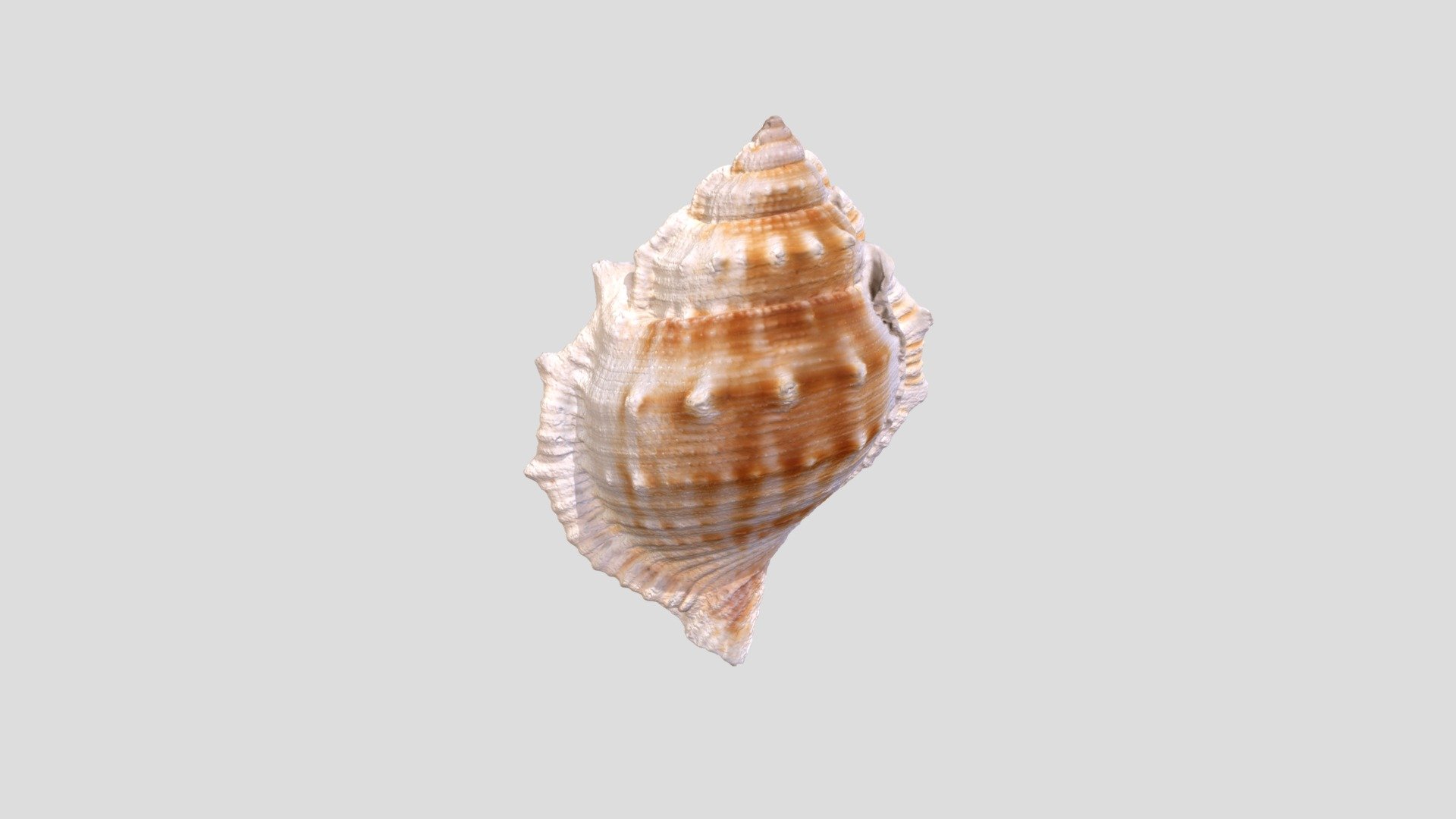 013 - Shell of Frog Snail - 3D model by homan_photogrammetry [700edda ...
