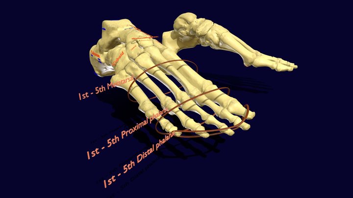 Foot Seperated Bones With Label 3D Model