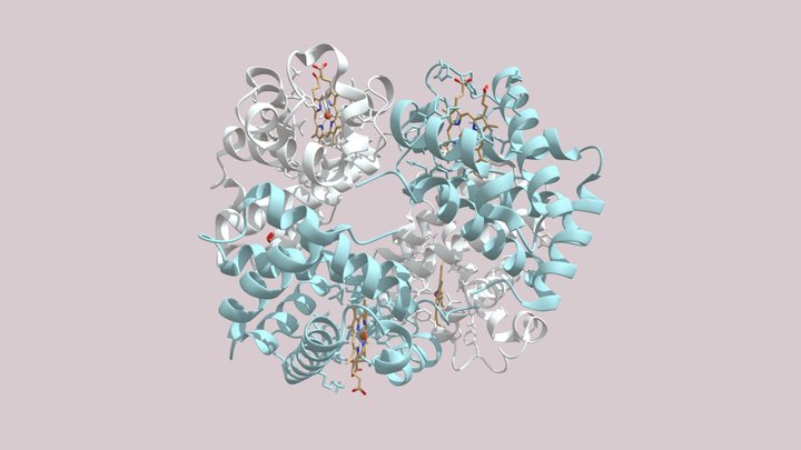 Human Hemoglobin Molecular Structure 3D Model