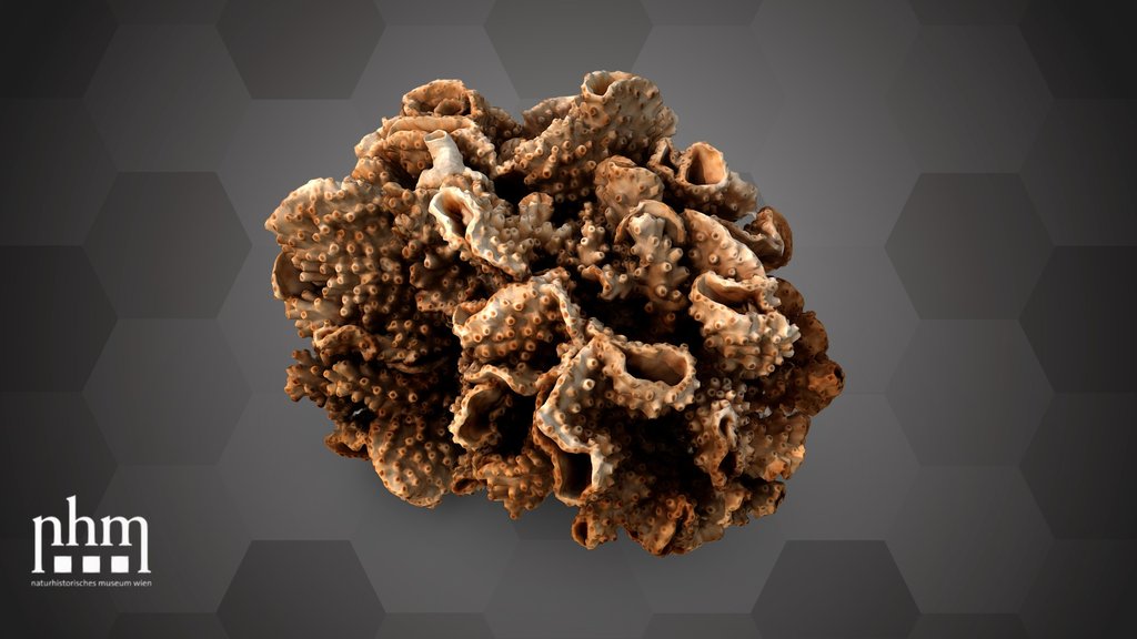 Disc coral (NHMW-ZOO-EV-0015543)