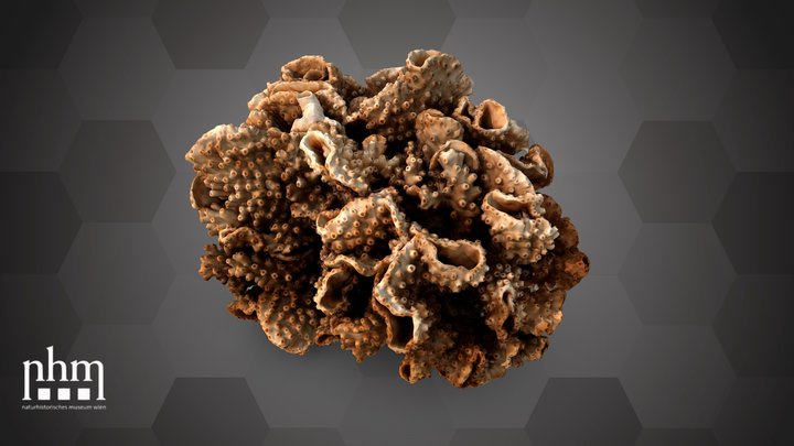 Disc coral (NHMW-ZOO-EV-0015543) – Gratis 3D-model STL
