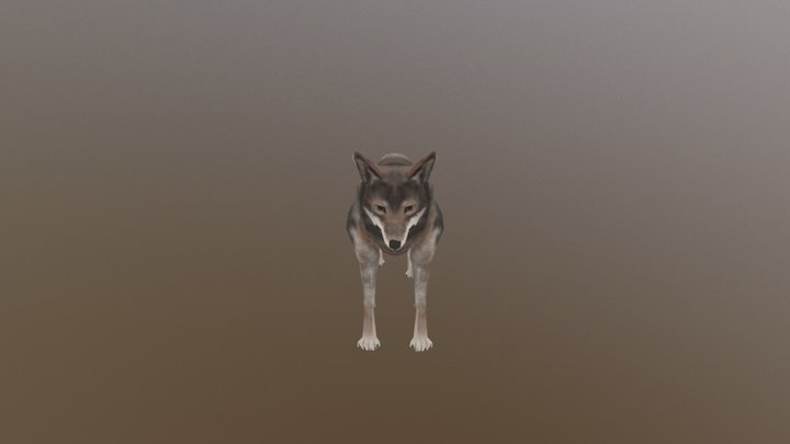 Gray Wolf 3D Model