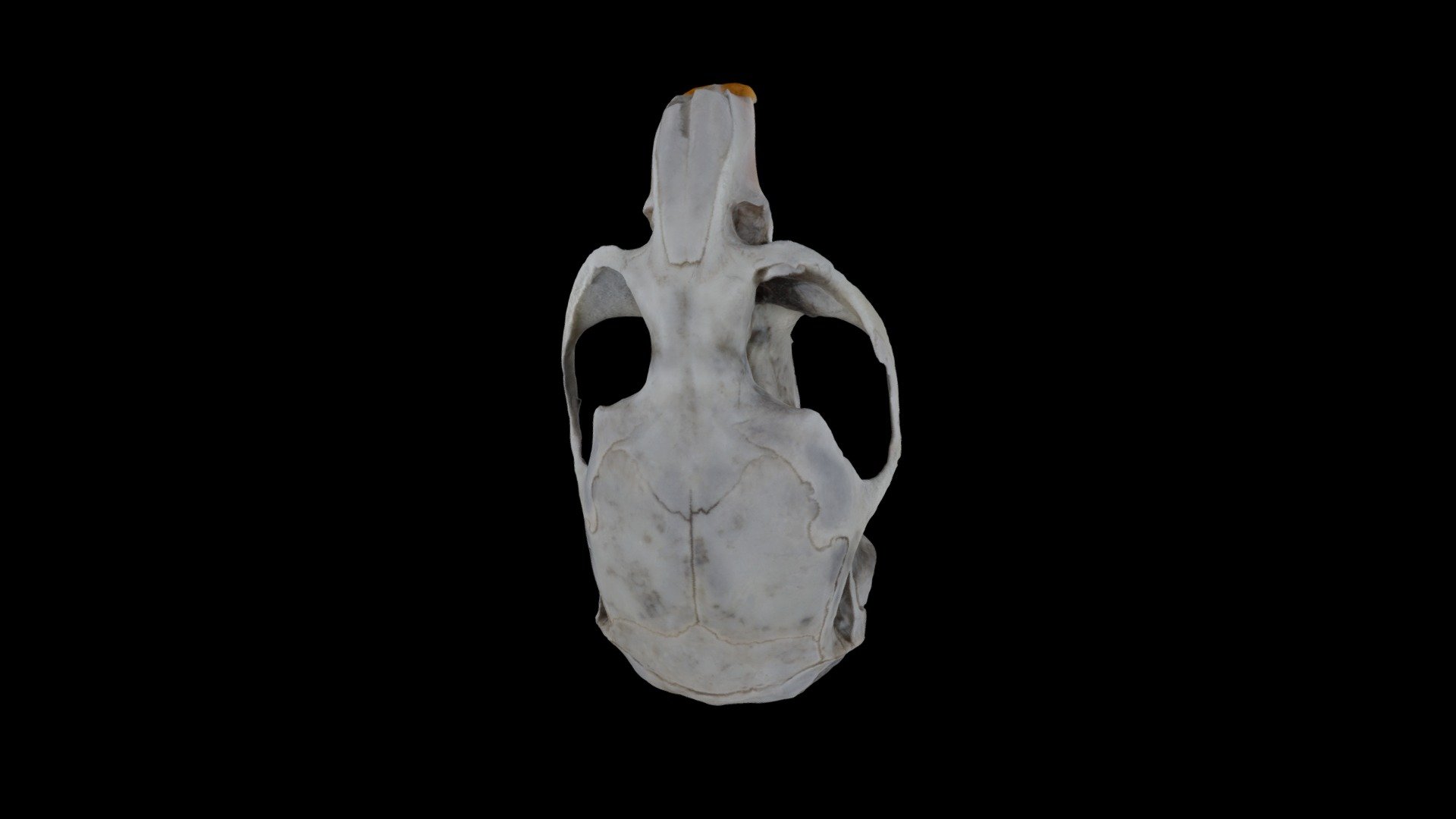 Vole Skull from Barn Owl Pellet