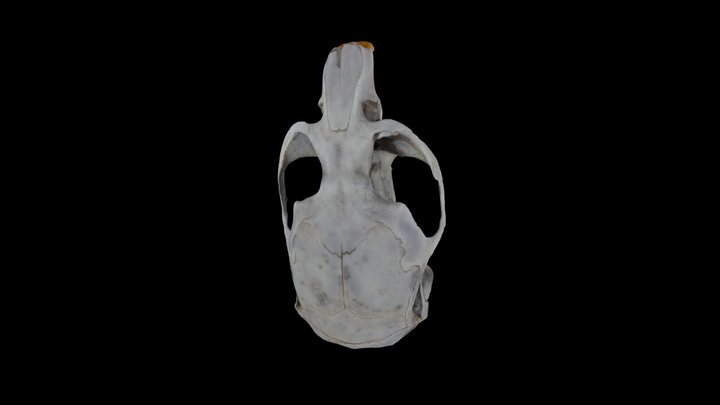Vole Skull from Barn Owl Pellet 3D Model