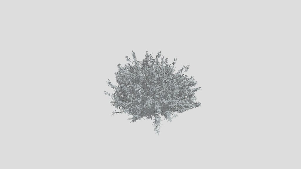 Caryopterisx Clandonensis