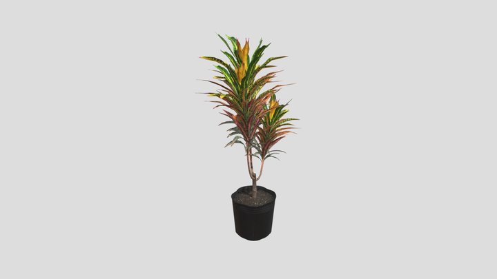 Garden Croton (cây Đuôi Lươn) 3D Model