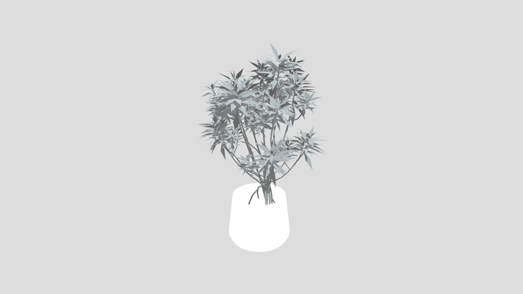 Honey Spurge Bush Med Plant Potted