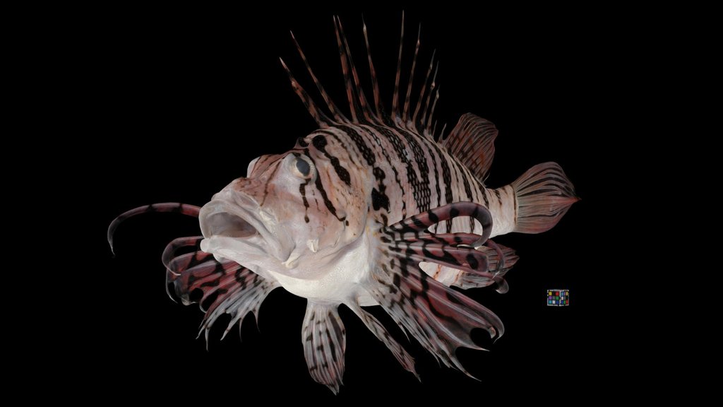CC0 ミノカサゴ 🐟 Luna Lionfish, Pterois lunulata
