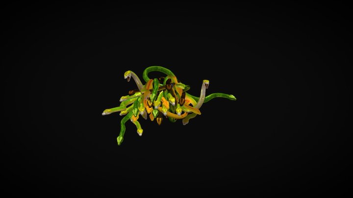 Meduza 3D Model