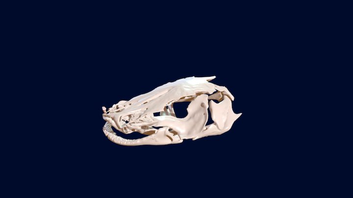 South American catfish 3D Model