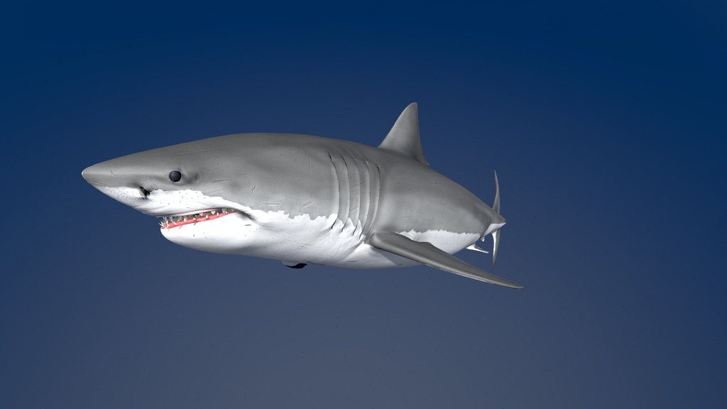 Model 92A - Great White Shark
