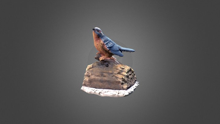 Bird 3D Model