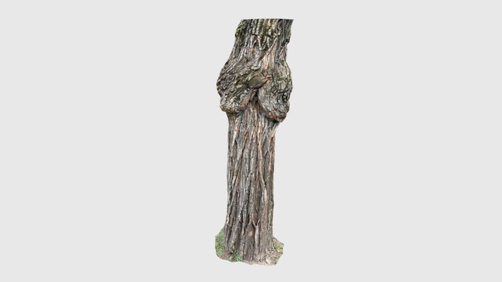 3d tree scan detail 3D Model