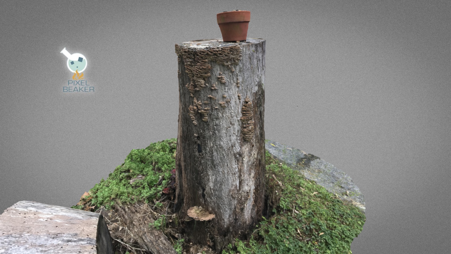 Hickory tree stump and fungi