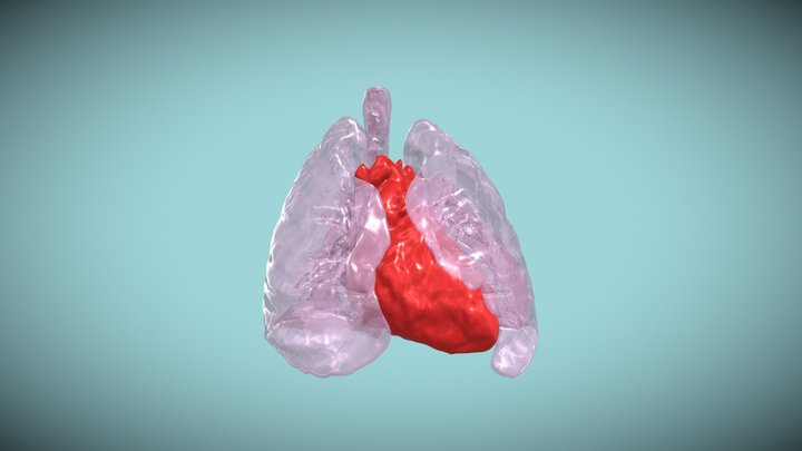 Cardiopulmonary Model 3D Model