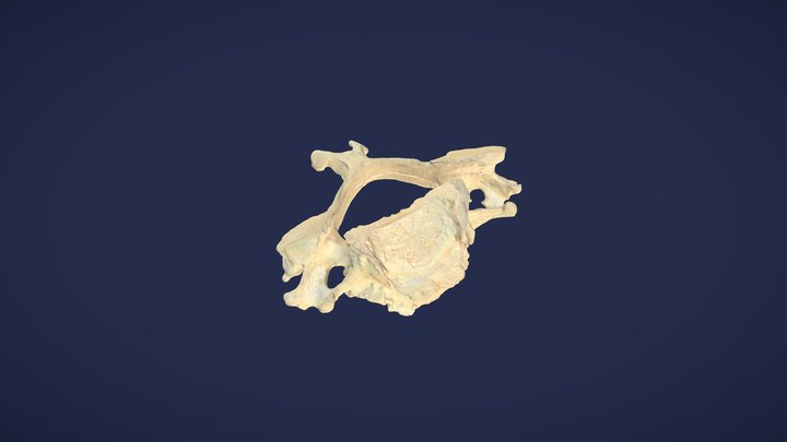 5. Halswirbel (C5) - 5th cervical vertebra 3D Model