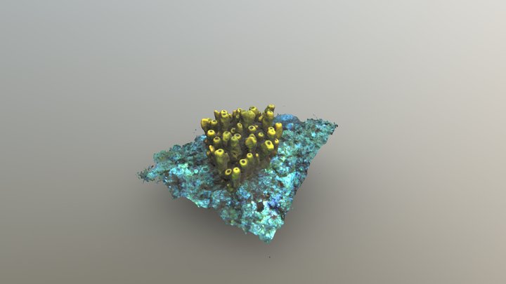 Sponge Scientific-Diving-Center Freiberg 3D Model