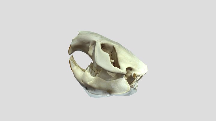 American Beaver - Abound 3D Model