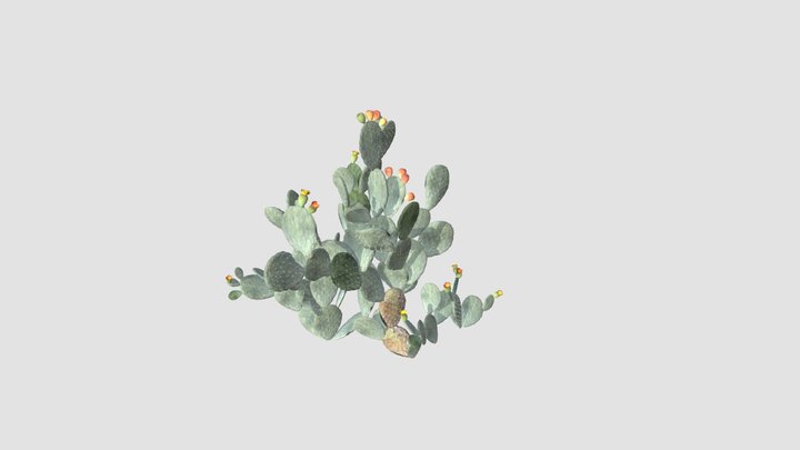 Opuntia ficus indica Plant 3D Model