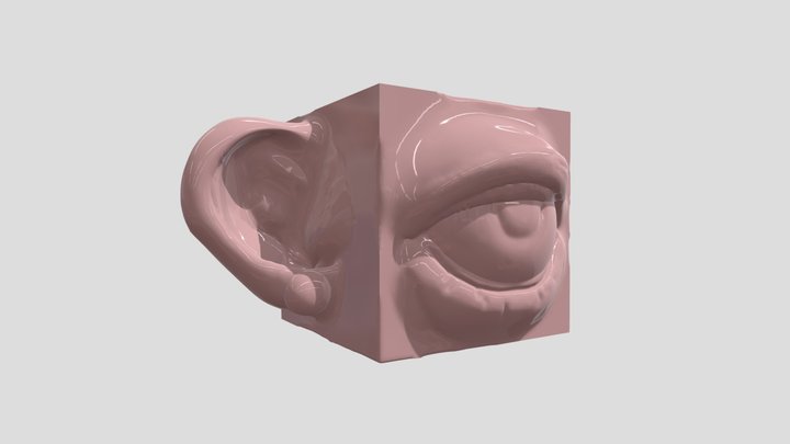 EricaCalihua_AnatomyCube-003 3D Model