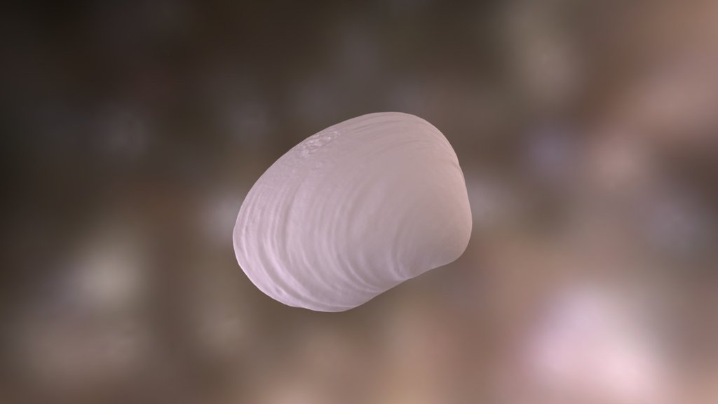 Shell