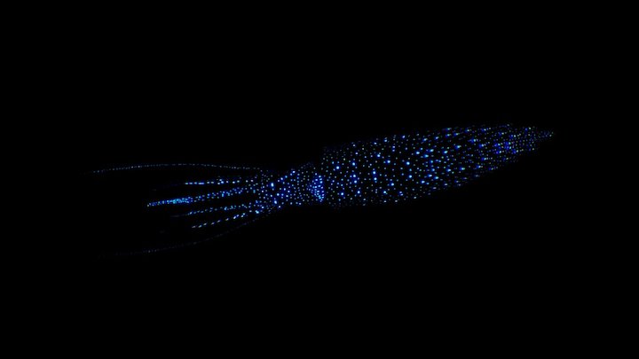 Firefly squid (glowing) 3D Model