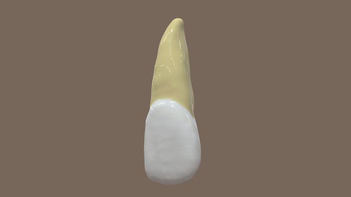 Incisivo Central Maxilar DC 3D Model