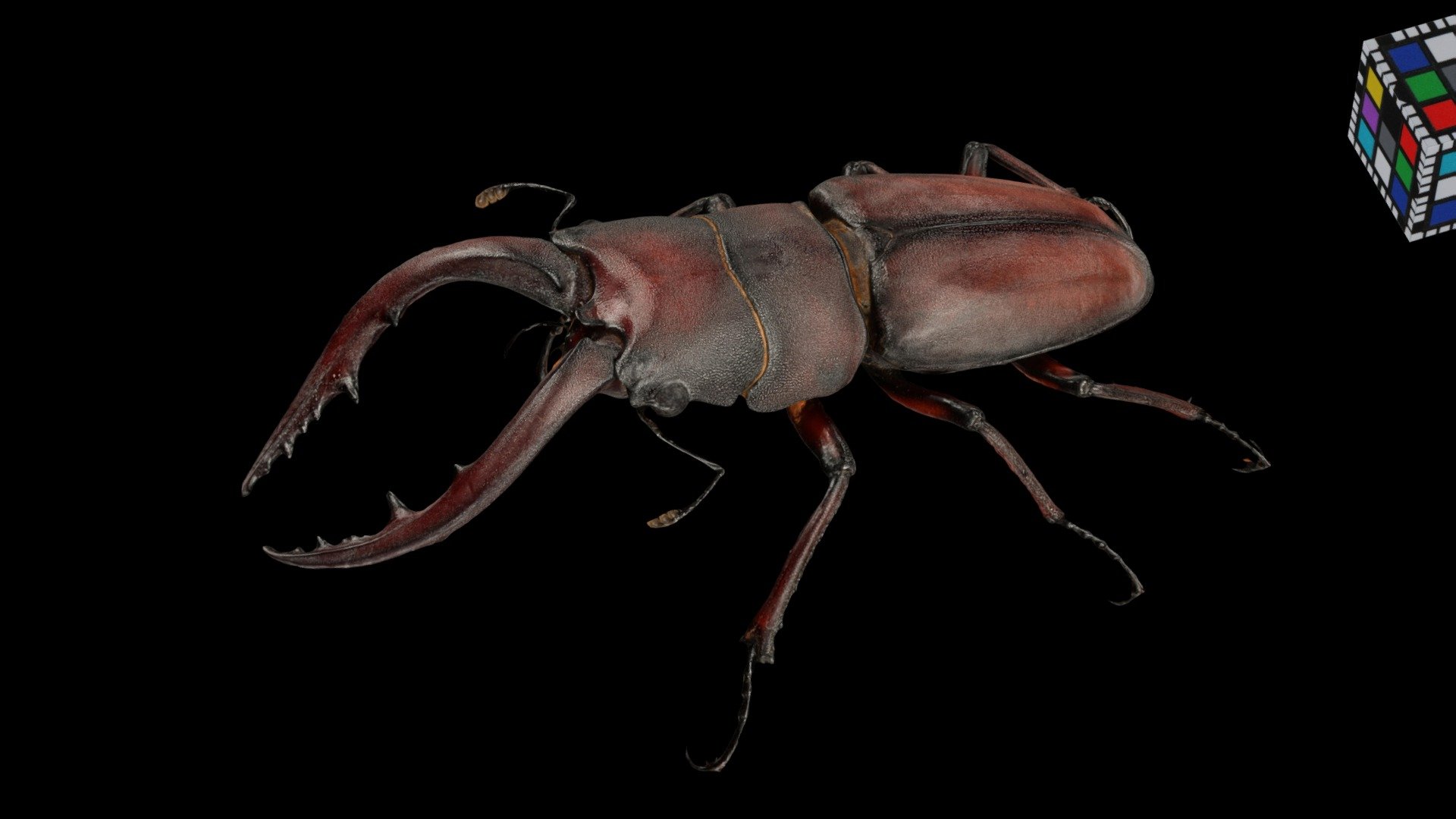 ノコギリクワガタ ♂M Sawtooth Stag Beetle