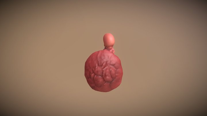 Fetus Month02 3D Model