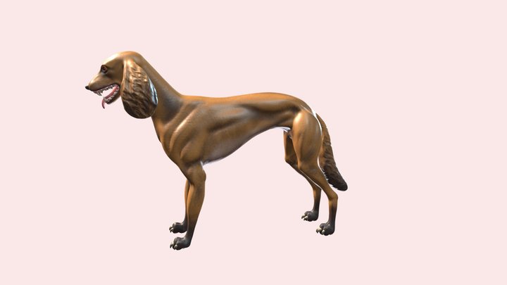 Saluki Dog