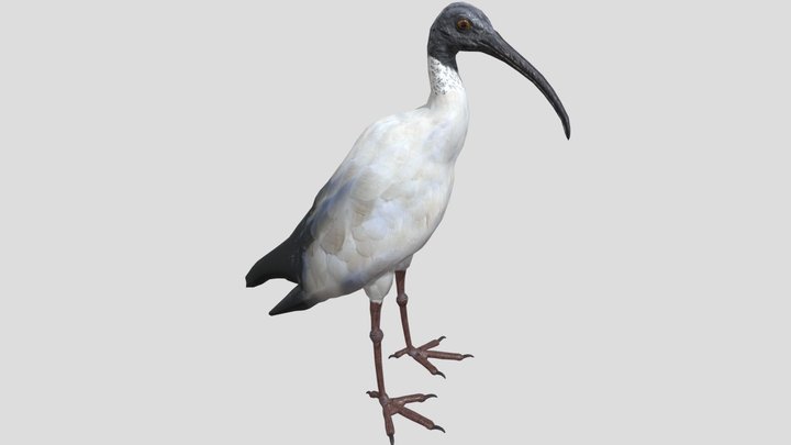 Australian Ibis 3D Model