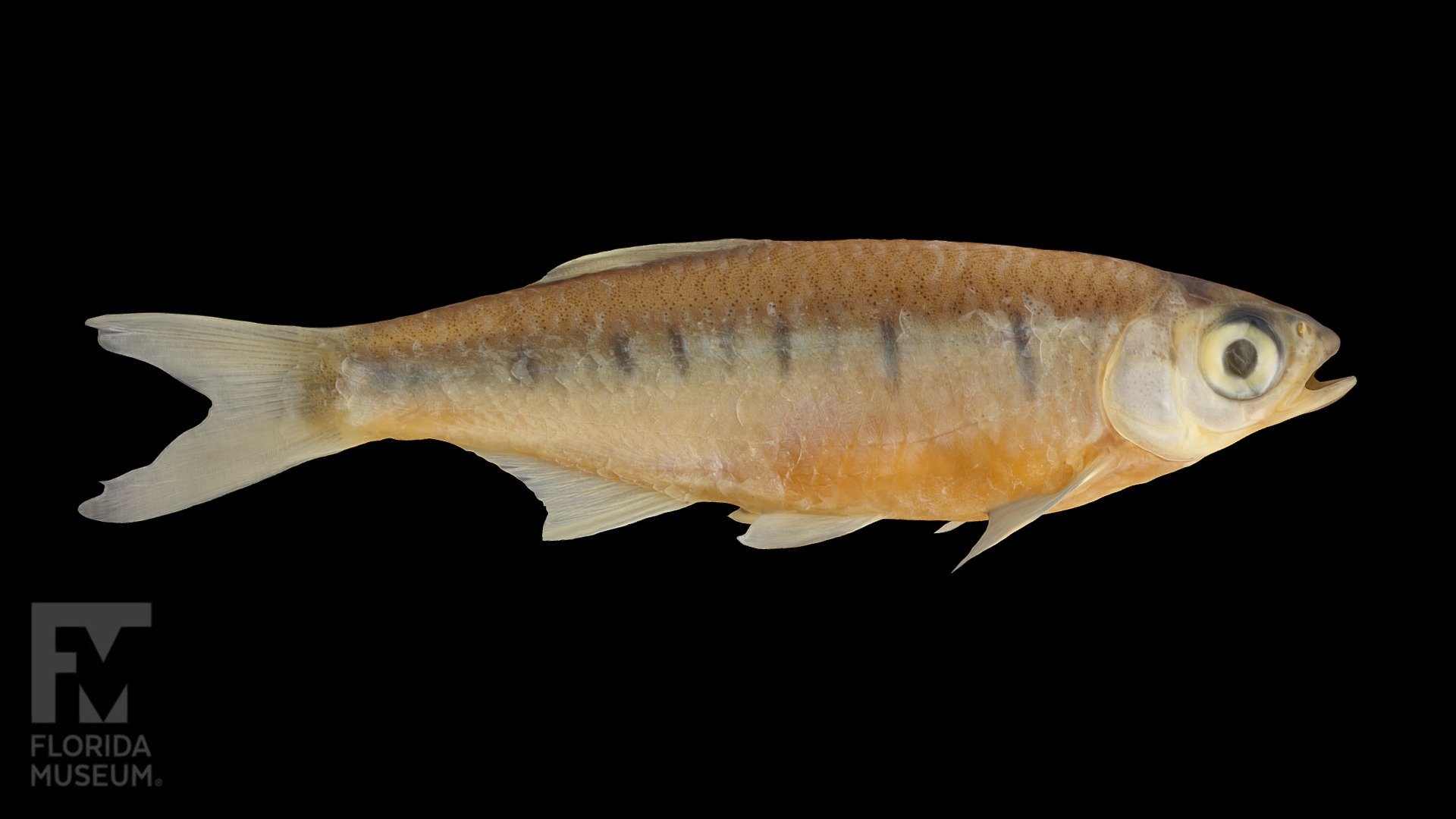 Danio, Danionidae - 3D model by FloridaMuseum [705f252] - Sketchfab